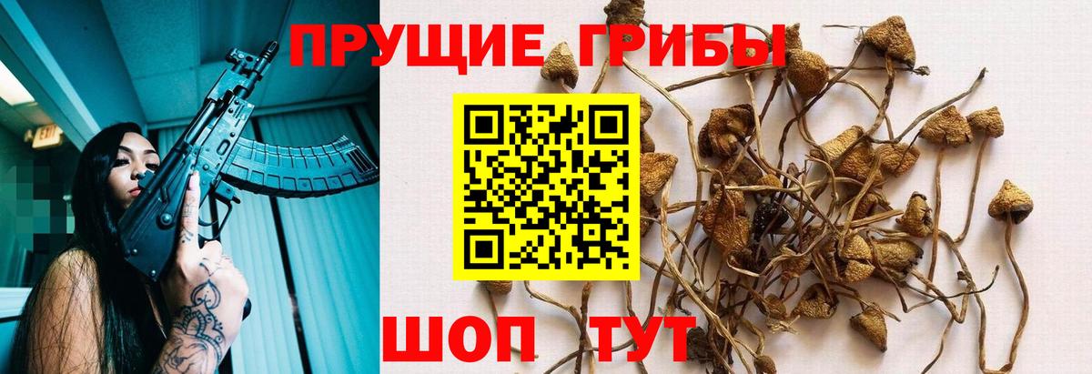 Псилоцибиновые грибы прущие грибы Чайковский